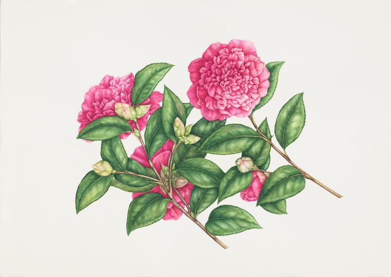 Camellia